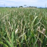 Inside the Global Effort to Defend Rice